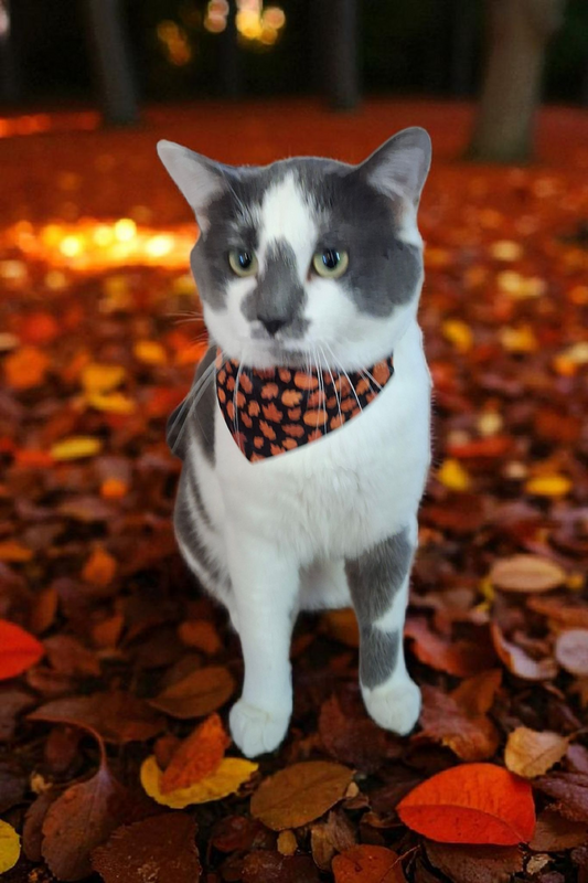 Autumn Clip-on Pet Bandana
