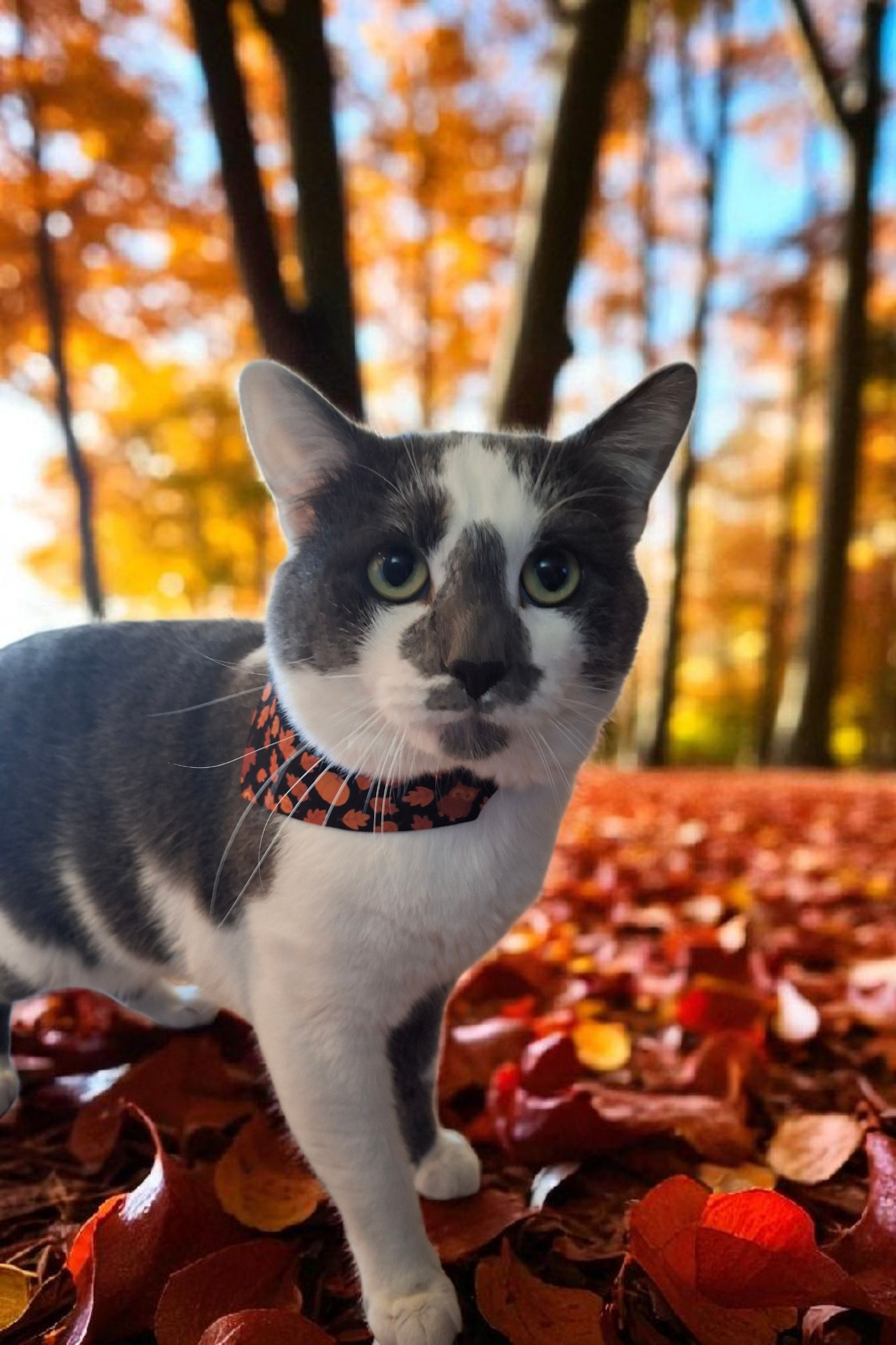Autumn Clip-on Pet Bandana